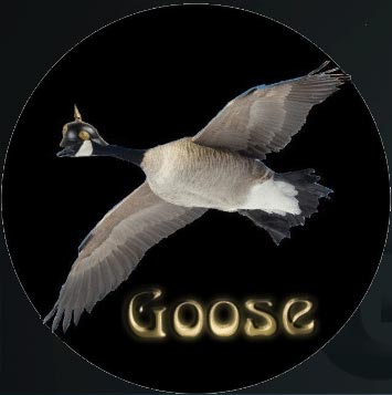 goose kodi addon